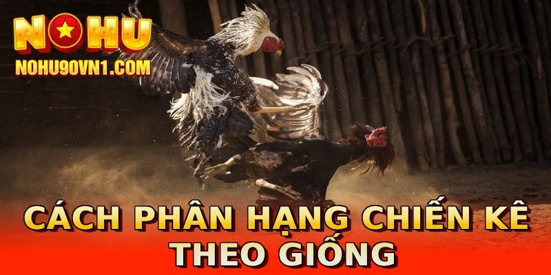 Cách phân hạng chiến kê theo giống
