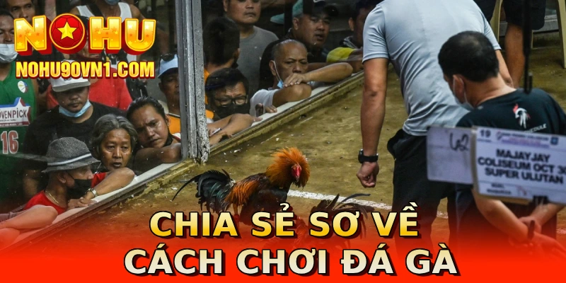 Chia sẻ sơ về cách chơi đá gà