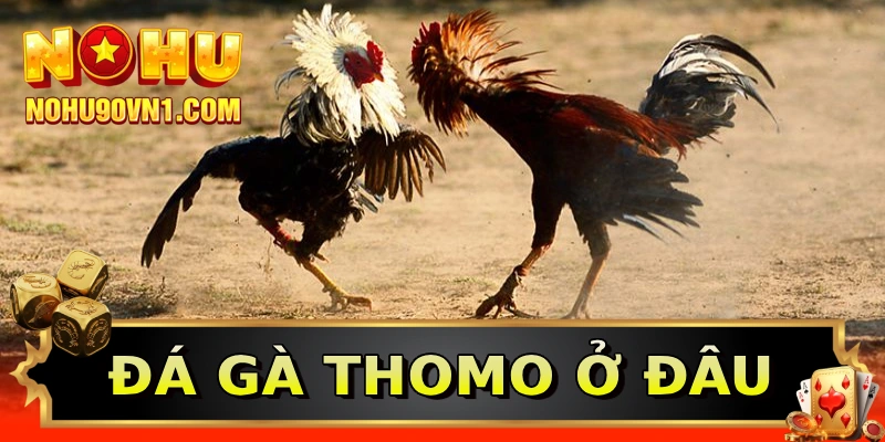 Đá gà thomo ở đâu