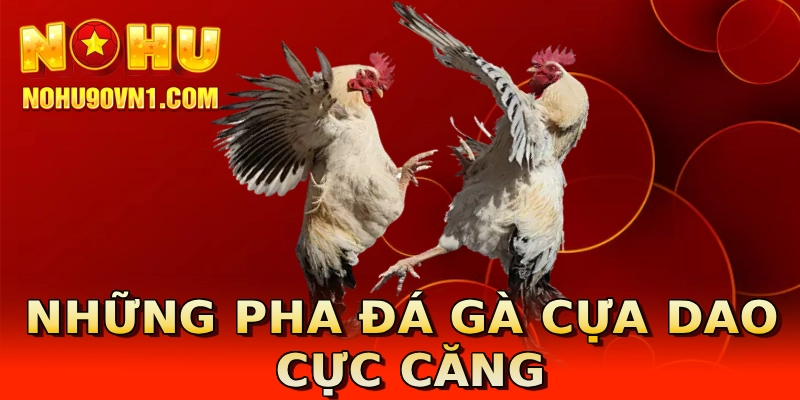 Những pha đá gà cựa dao cực căng